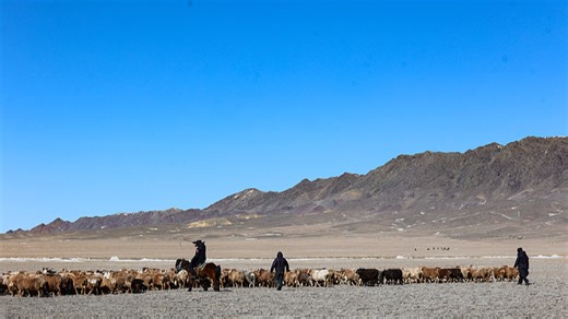 Live: Sheep herds in Xinjiang take 'special buses' for seasonal migration