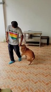 Champ’s first session of Obedience Training with Fun & Wild Dog Training Services and Rehabilitation Center 💯 Am a proud fur dad, my Champ! | Christian Bables