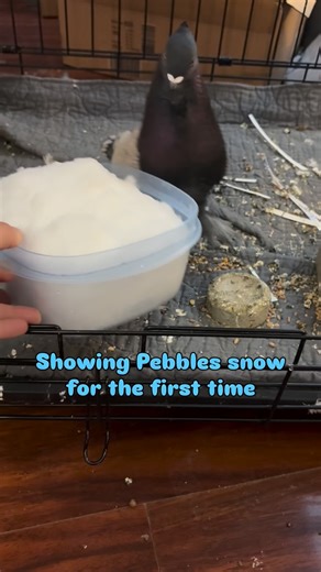 City Bird Rehab on Instagram: "Guess he’s a snow bird Pebbles is being adopted on Thursday by an amazing couple. We’ll miss his silly little sprit but know he’ll be in great hands. City Bird Rehab is a Columbus, Ohio based pigeon rehab that specializes in injured, disabled, and medically complex rescues. We are looking for fosters and adopters for our non releasable rescues."