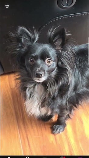 Dog living #shorts #dog #funny #youtubeshorts