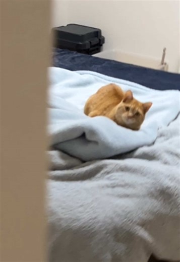 猫に無関心な男の話