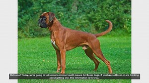 Common Health Issues in Boxer Dogs: What You Need to Know