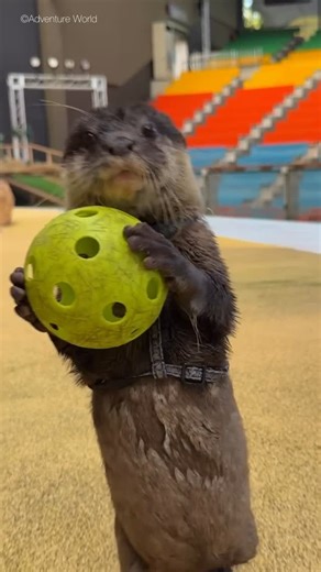 アドベンチャーワールド 公式 on Instagram: ". アニマルアクション、観たことある？？ #アドベンチャーワールド #コツメカワウソ #カワウソ #関西 #お出かけ #お出かけスポット #旅行 #こども #子連れお出かけ #子供とお出かけ #テーマパーク #日本 #和歌山 #白浜 #adventureworld #shirahama #wakayama #japan"