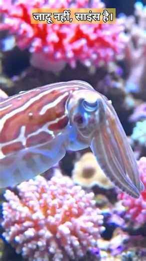 Kya Ye 'Alien' hai ? 👽 Samundar Ka Ek Darawna Ghost ! 🌿 #Cuttlefish #shorts #shortsfeed #viral