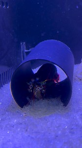 2.3K views | Mantis shrimp vs snail  | MC Electric | Facebook