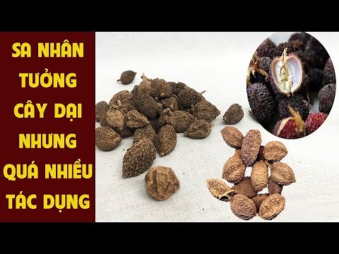 Cây Sa Nhân Có Tác Dụng Gì || Dược Liệu Hoà Bình