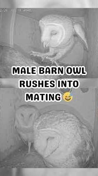 Bamm-Bamm may have learned the hard way 🤣 #matingowls #matingbarnowls