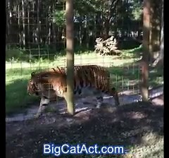 11K views · 1K reactions | FAQ: People frequently ask, "What Can I Do to Help Big Cats?" This 39 second video answers that. | Big Cat Rescue | Facebook