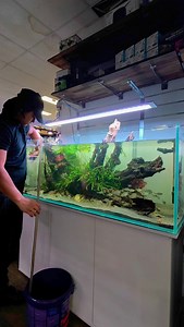 Today, we gave our 400L bioscape display aquarium a much-needed refresh! We performed a water change to keep everything healthy and crystal clear, ensuring our aquatic plants thrive in a clean environment. ✨ We trimmed the plants to promote healthy growth and maintain the beautiful, natural look.🌱✂️ #Bioscape #AquariumLife #WaterChange #PlantTrimming #Aquascaping #HealthyHabitat #UnderwaterGarden #AQUARIUM #fishtank | Newtown Aquarium