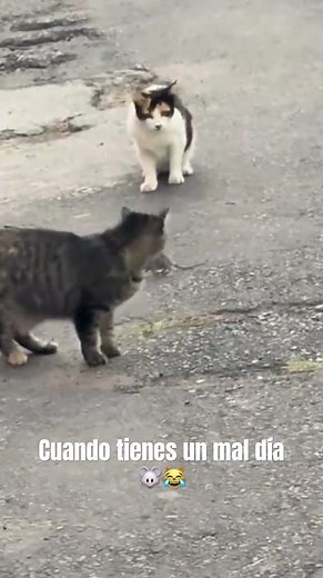 Cuando tienes un muy mal día 🐭😹 #viralvideo #funny #cat #gatos