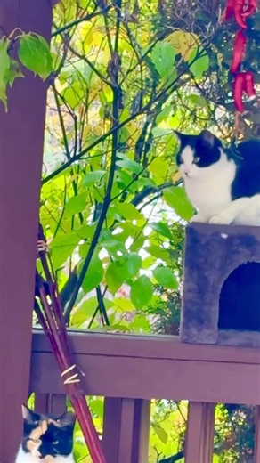 Mia Kitchen on Reels