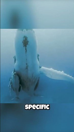 Humpback Whales: They Have a SECRET Ocean GPS?!