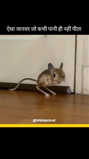 Kangaroo Rat Facts #shorts #animals #wildlife #kangaroorat