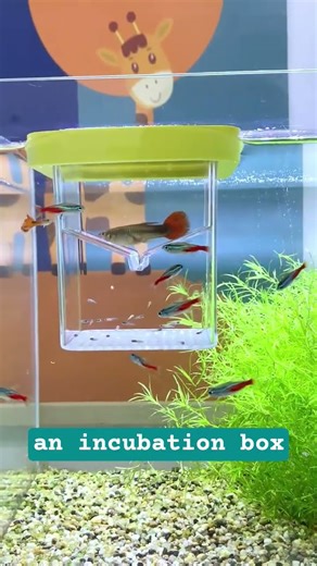 you can place an incubation box in your fish tank and hatch your own baby fish at home #aquarium