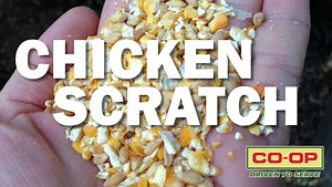 Chicken scratch is a very popular chicken feed, but are you familiar with what it truly is? Learn more in this weeks Co-op Minute! | Tennessee Farmers Cooperative
