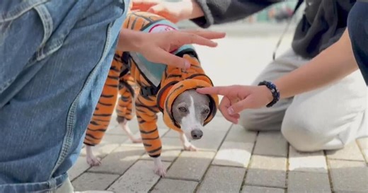 Bay Area high school enlists therapy dogs to help students cope with stress