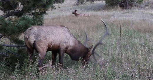 Elk Bull digging a wallowing hole