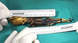 Mystery mummified skeleton of a strange creature that measures just 6 inches