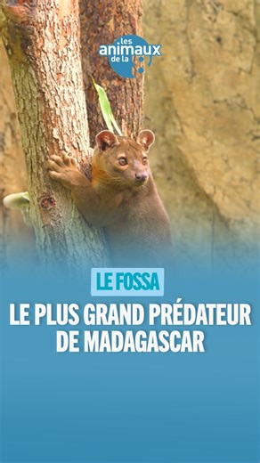 Le fossa est un mammifère étonnant aux allures de félin. Il est méconnu alors qu'il est le plus grand prédateur de Madagascar ! Découvrez-le dans le dernier épisode des #AnimauxDeLa8 ! L'émission est à revoir en intégralité sur myCANAL -> https://can.al/tqj8 | Les animaux de la 8