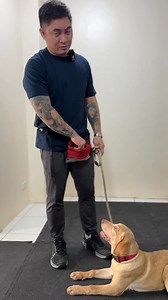 Our student, Pia learning basic obedience 🐾 #dogtrainer #cebu #dogschoolcebu #cebudogschool #dogtrainercebu | Dog Trainer Cebu