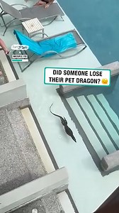 9.2M views · 10K reactions | I would be out of that pool straight away!  | Furry Tails | Facebook