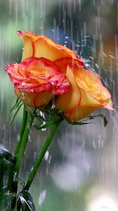 133K views · 10K reactions | Happy Roses | Roses | Facebook