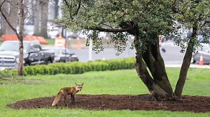 The Difference Between Post- and Pre-Exposure Rabies Vaccines (and When You Need Them)