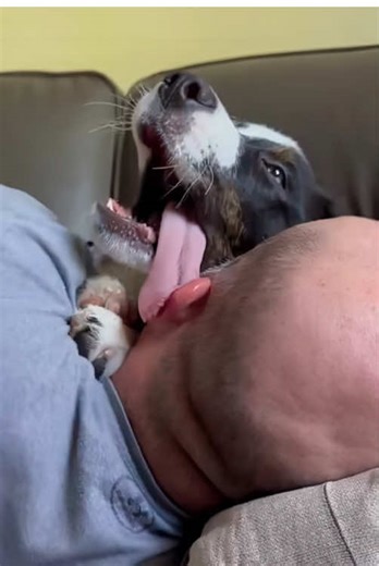 Is your dog this dramatic too?#dog #dramatic #cute #pet #usa | dramatic dogs