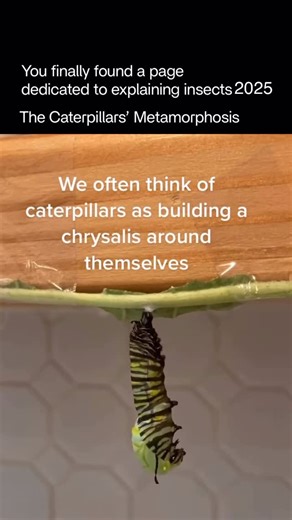 Explaining Insects on Instagram: "The chrysalis process is the incredible transformation stage where a caterpillar turns into a butterfly or moth. It’s called metamorphosis, and it’s far more complex than it looks from the outside. The caterpillar actually becomes the chrysalis itself - it doesn’t crawl inside a shell. When the time comes, the caterpillar hangs upside down and its skin splits open, revealing the soft chrysalis underneath. The outer skin falls away, and what remains hardens into 