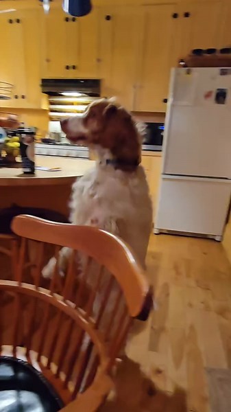 After Dinner Surprise with Dexter the Dog!