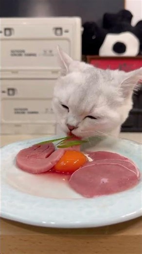 cat eat meatslices 🥩🥚🍳|cat eating sliced meat 🐓| ASMR cat mukbang #cat #cats
