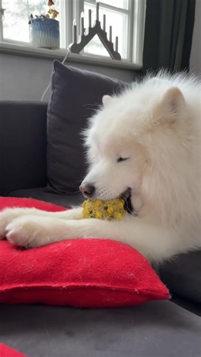 Neo's Toy Obsession: A Dog's Playful Passion