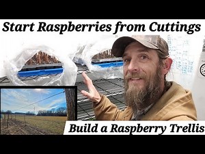 How to Start Raspberries from Cuttings and Build a Raspberry Trellis