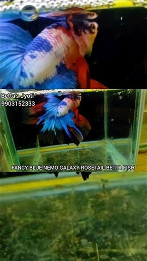 FANCY BLUE NEMO GALAXY ROSETAIL BETTA FISH #bettafish #fish #betta