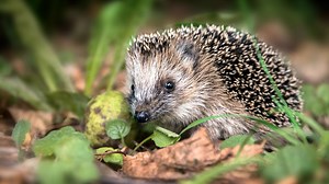 Nützliche Helfer! Warum man Igel nicht aus dem Garten vertreiben sollte