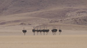 Herd of Ostrich running on a dry savanna - Free Stock Video