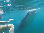 We're going to need a bigger boat: Girl encounters whale shark