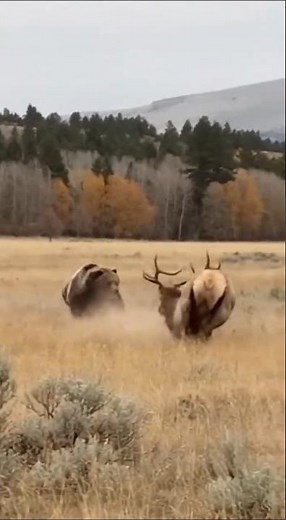 BRUTAL RUMBLE! 🤯 Massive Grizzly Bear Slams Elk in a Shocking Takedown