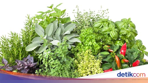 Manfaat Tumbuhan Bagi Manusia, Hewan dan Lingkungan Sekitarnya