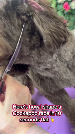 🐶✨ Cockapoo face shape #Cockapoo #CockapooGrooming #DogGrooming #TeddyBearCut #PuppyTrim #DogShorts