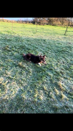 Border Collie Tricks and Tips for Dog Owners