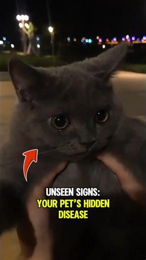 Is Your Cat Actually Sick?