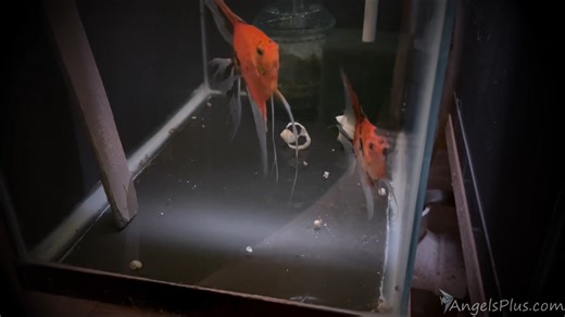 1K views · 20 reactions | For more info: https://angelsplus.com/collections/angelfish-breeding-pairs/breeding-pair | Angels Plus | Facebook