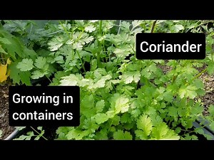How to grow coriander (cilantro) - growing herbs in containers