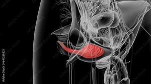 Obturator Externus , Insertion: Posteromedial surface of greater trochanter of femur
