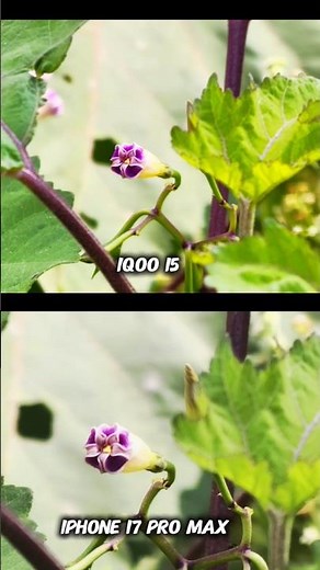 iQOO 15 vs iPhone 17 Pro Max Photography Test Camera Testing Review Video Quality Test zoom test