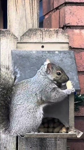 Backyard Magic 🐿️🐦✨ | A Squirrel & Cardinal Winter Moment. #squirrel #cute #nature #birds #wildlife
