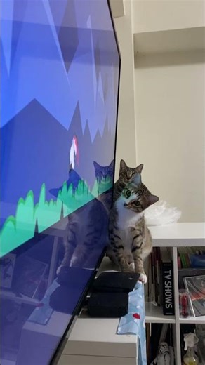 TV Time! Siblings glued to the screen. 電視迷！被螢幕吸引的兄妹貓 テレビに釘付けな兄妹猫 📺👀🐱 #cat #kitten #cute #pets