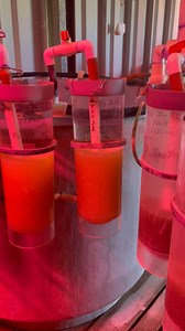 Walleye spawn III: the rolling Walleye eggs are sent to Rock Lake Fish Hatchery for incubation and hatch out post spawning. The jars you see here keep water and oxygen moving over the eggs. This increases the hatch rates. As the walleye hatch they swim out of the jar into the tank where they are collected for stocking. Our hatcheries are a cruitial part of this process. They are constantly preparing new jars as spawns come in, calculating approximate numbers of eggs and projecting totals based o