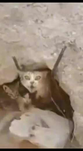 Jiafei Scream Cat - Memes, Sounds, and Effects Compilation